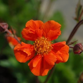 Geum Cocktail™ 'Sea Breeze' (142407)