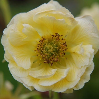 Geum Cocktail™ 'Gimlet' (142409)