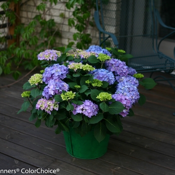 Hydrangea macrophylla Let's Dance® 'Rhythmic Blue®' (142518)