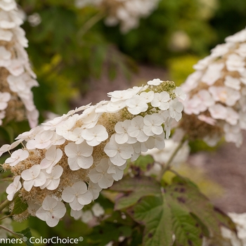 Hydrangea quercifolia 'Gatsby Gal®' (142595)