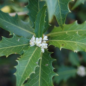 Osmanthus armatus 'Jim Porter' 