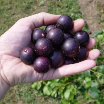 Vitis rotundifolia 'Nesbitt' 