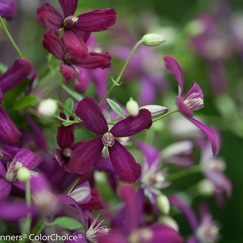 Clematis 'Sweet Summer Love' (143170)