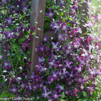 Clematis 'Sweet Summer Love' (143171)