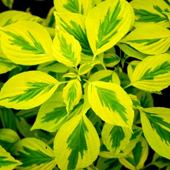 Cornus alternifolia 'Golden Shadows®' (143188)