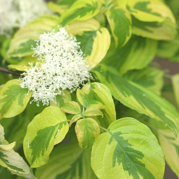 Cornus alternifolia 'Golden Shadows®' (143190)