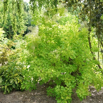 Cotinus coggygria 'Winecraft Gold®' (143196)