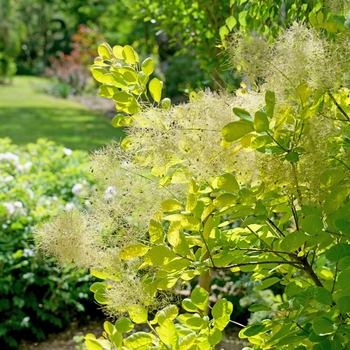 Cotinus coggygria 'Winecraft Gold®' (143197)