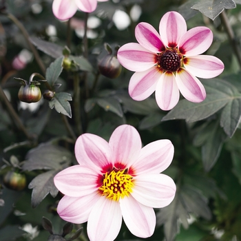 Dahlia variabilis 'Mystic Dreamer' (143199)