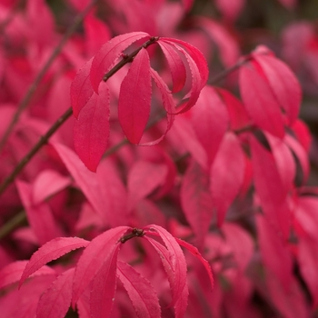 Euonymus alatus 'Unforgettable Fire®' (143238)