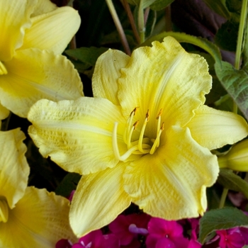 Hemerocallis Rainbow Rhythm® 'Going Bananas' (143344)