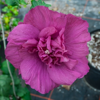 Hibiscus syriacus 'Magenta Chiffon®' (143356)