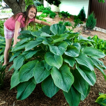 Hosta Shadowland® 'Empress Wu' (143365)