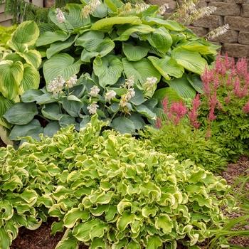 Hosta Shadowland® 'Empress Wu' (143366)