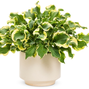 Hosta Shadowland® 'Wheee!' (143368)