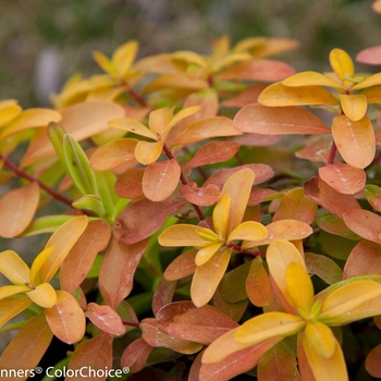 Hypericum calycinum 'Golden Rule®' (143375)