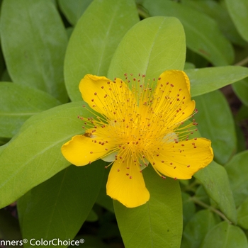 Hypericum calycinum 'Golden Rule®' (143376)