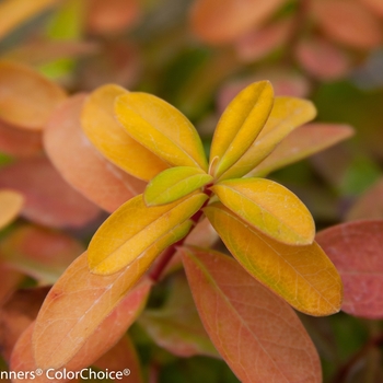 Hypericum calycinum 'Golden Rule®' (143377)