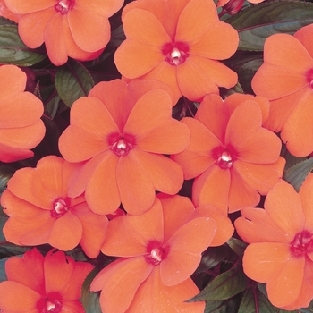 Impatiens hawkeri Infinity® 'Orange' (143378)