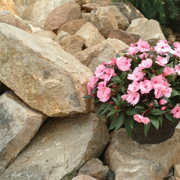 Impatiens hawkeri Infinity® 'Pink' (143397)