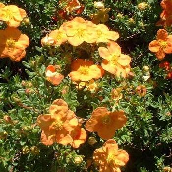 Potentilla fruticosa 'Red Joker' 