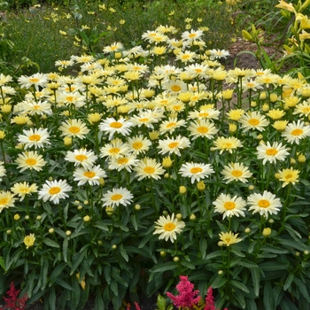 Leucanthemum x superbum Amazing Daisies® 'Banana Cream' (143439)