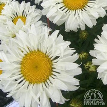 Leucanthemum x superbum Realflor® CC 'Real Neat' (143442)