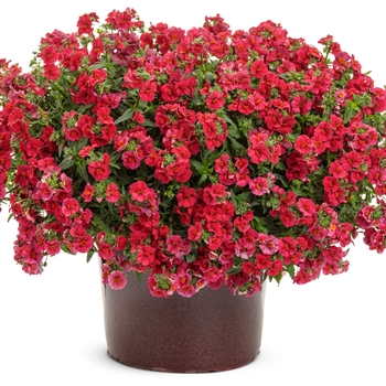 Nemesia Sunsatia® 'Cranberry Red' (143490)