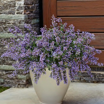 Nepeta x faassenii 'Cat's Meow' (143495)