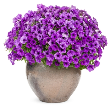 Petunia Supertunia® 'Indigo Charm' (143527)