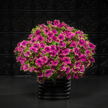 Petunia Supertunia® 'Picasso in Purple®' (143577)