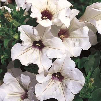 Petunia Surfinia® 'White Improved' (143588)