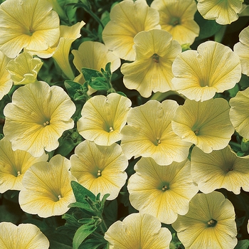 Petunia Surfinia® Mounding 'Patio Yellow' (143592)