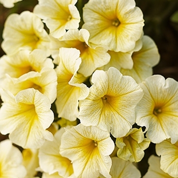 Petunia Surfinia® 'Patio Yellow' (143593)