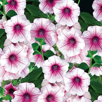 Petunia Surfinia® Trailing '' (143603)