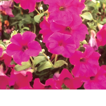 Petunia Surfinia® 'Purple (Brilliant Pink)' (143605)