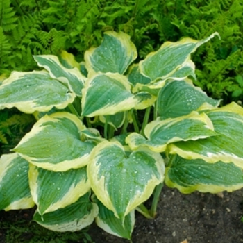 Hosta Shadowland® 'Seducer' (143669)