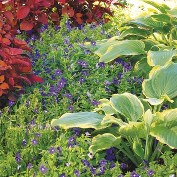 Hosta Shadowland® 'Seducer' (143670)