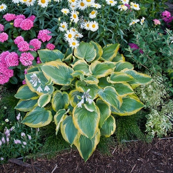 Hosta Shadowland® 'Seducer' (143672)