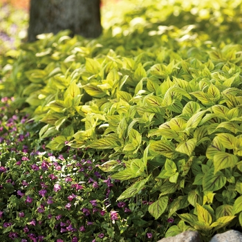 Coleus scutellarioides 'Gay's Delight' (143684)