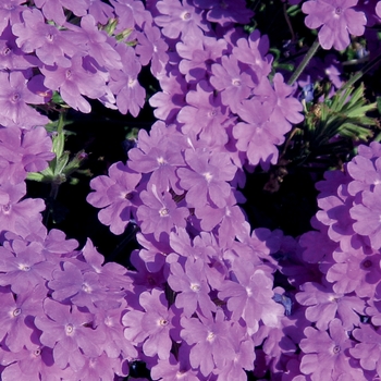 Verbena Lanai® '' (143807)