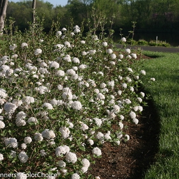 Viburnum carlesii 'Spice Baby™' (143814)