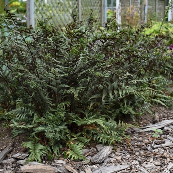 Athyrium niponicum 'Crested Surf' (143856)