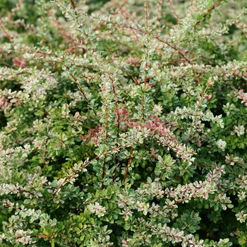 Berberis thunbergii 'Sunjoy Sequins®' (143916)