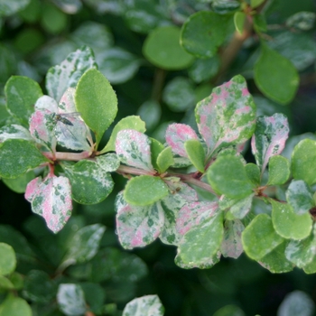 Berberis thunbergii 'Sunjoy Sequins®' (143917)