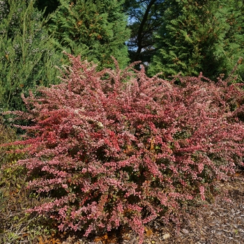 Berberis thunbergii 'Sunjoy Sequins®' (143918)