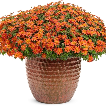 Bidens Campfire® 'Flame' (143920)