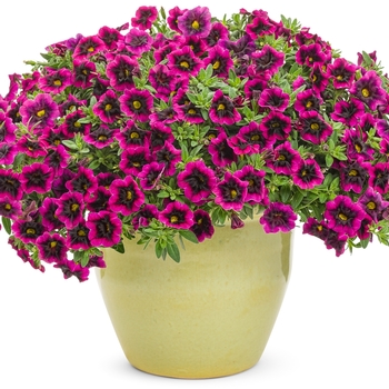 Calibrachoa Superbells® 'Blackcurrant Punch™' (143970)