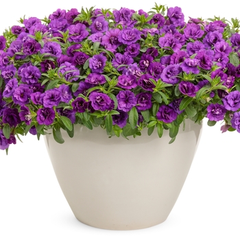 Calibrachoa Superbells® 'Double Blue' (143972)