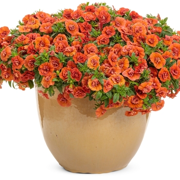 Calibrachoa Superbells® 'Double Orange' (143976)